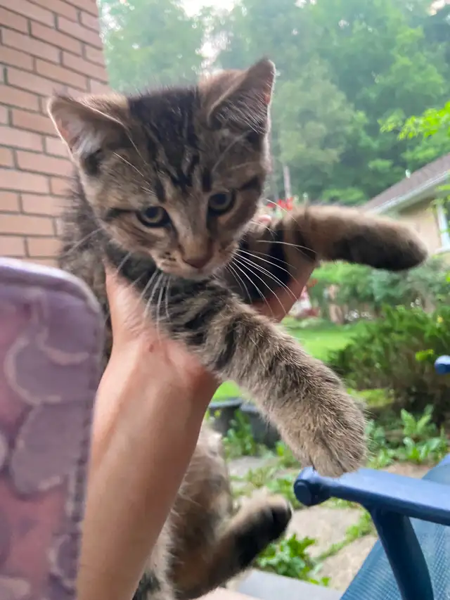 Farm Kittens barn kittens male and female tabby in Cats & Kittens for Rehoming in Oakville / Halton Region - Image 2