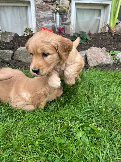 Golden retriever puppies, View more