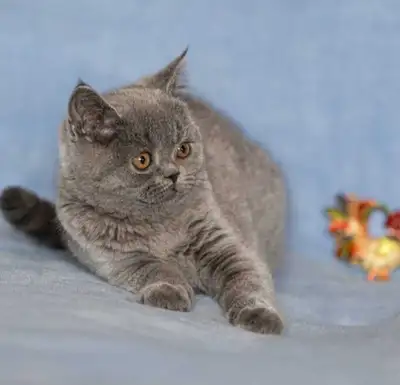Blue British Shorthair, View more