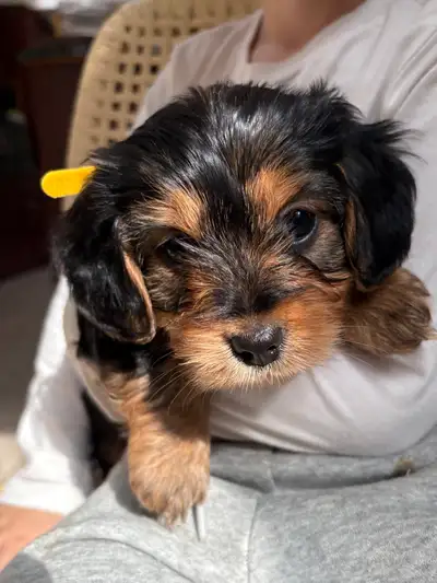 Dorkie Puppies, View more
