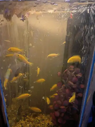Yellow Lab Cichlids, View more
