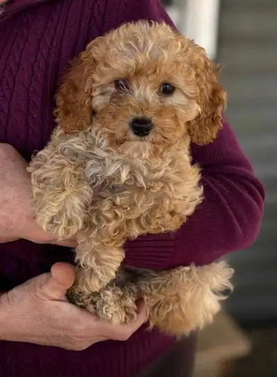 We have a litter of 2 purebred poodle puppies ready for adoption. 2 females available. Puppies will...