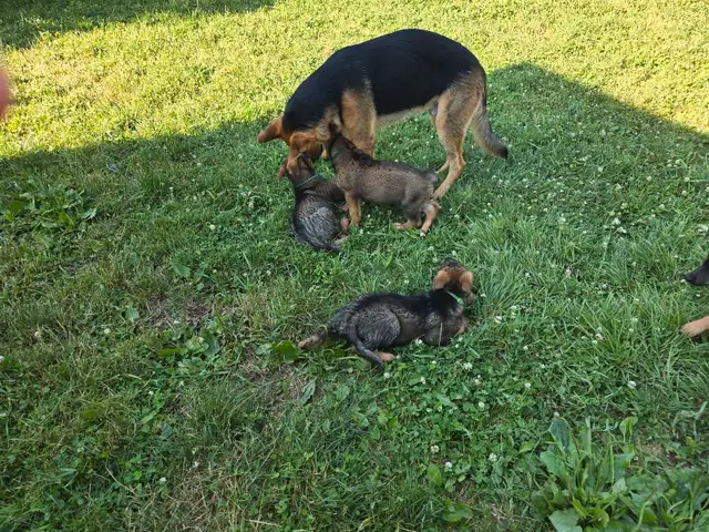 GERMAN SHEPHERD PUPPIES PURE BREED READY to go in Dogs & Puppies for Rehoming in St. Catharines - Image 7