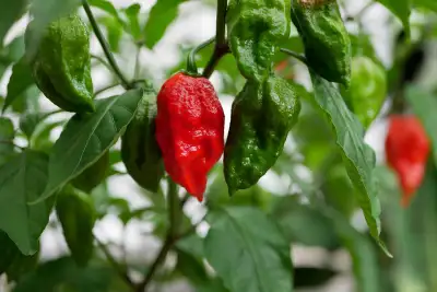 Garden Seeds, View more