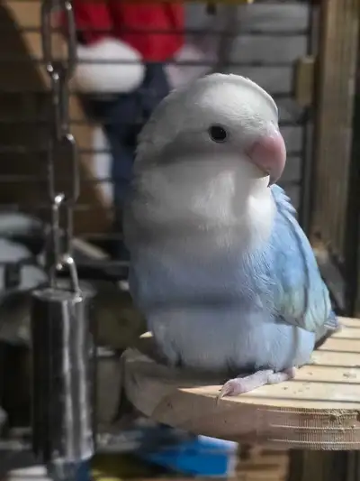 Seeking male for my lone female laying eggs. Must be breeding age, any color. Can pick up . Will pay...