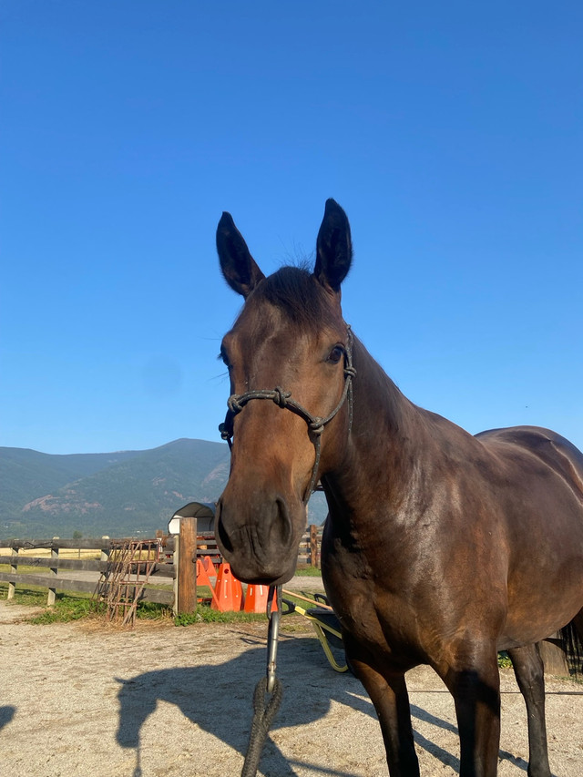Gorgeous 4yr old appendix mare in Horses & Ponies for Rehoming in Red Deer - Image 3