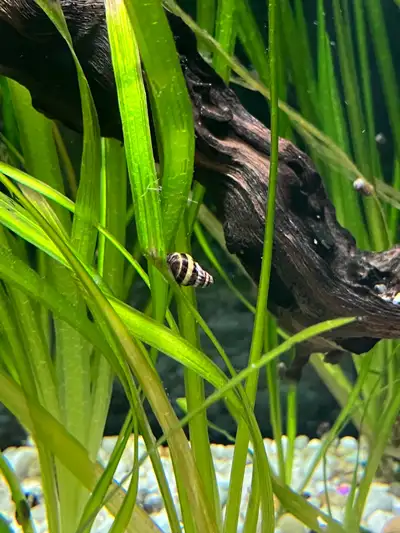 Assassin snail, View more