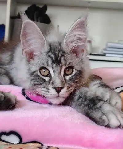 Maine Coon kittens TICA registered, View more