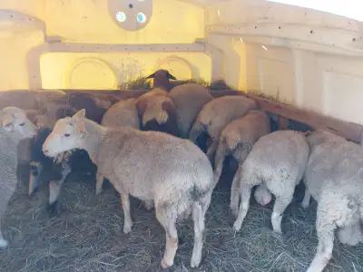 2025 Ram Lambs only 3 Left, View more