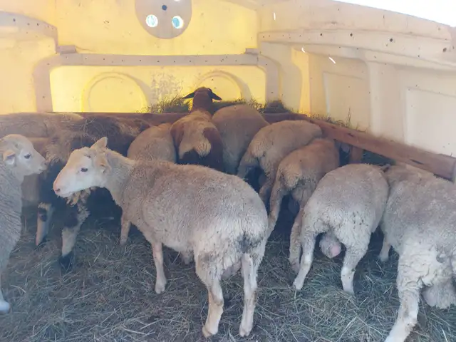 2025 Ram Lambs only 3 Left in Livestock in Hamilton - Image 2