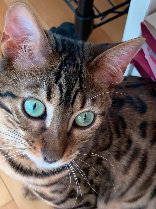 Chatte  de Bengal - Gisèle in Cats & Kittens for Rehoming in Laval / North Shore - Image 10