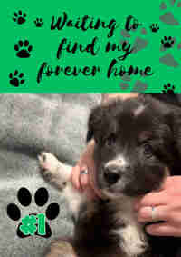 ✨✨I'm ready to be yours✨✨ 1 Male Border Collie x Mini Aussie