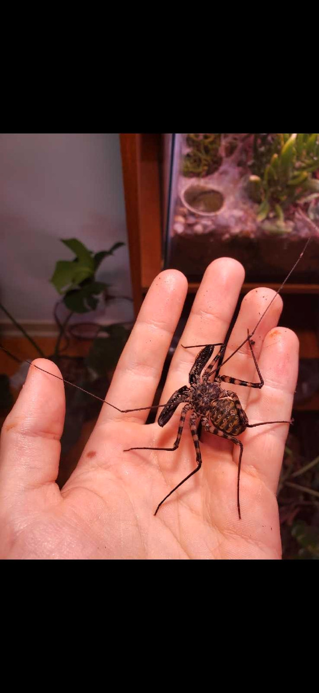 Tailess whip scorpion (Damon diadema) in Small Animals for Rehoming in Edmonton - Image 2