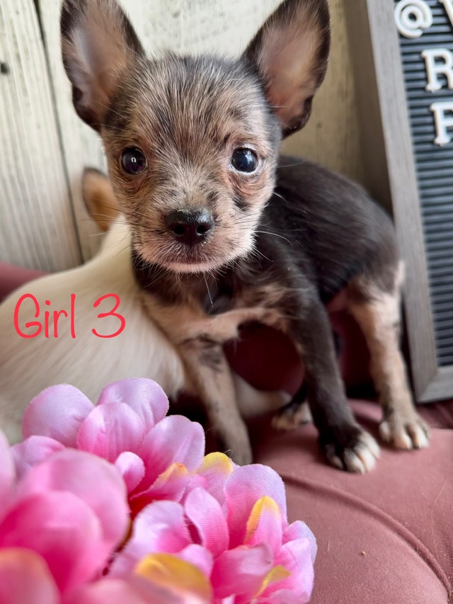 3 left!Adorable Yorkie X puppies! Ready to go home! Dogs & Puppies