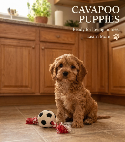 Please do not message through Kijiji. Kijiji messages are not monitored. For all inquiries, please t...