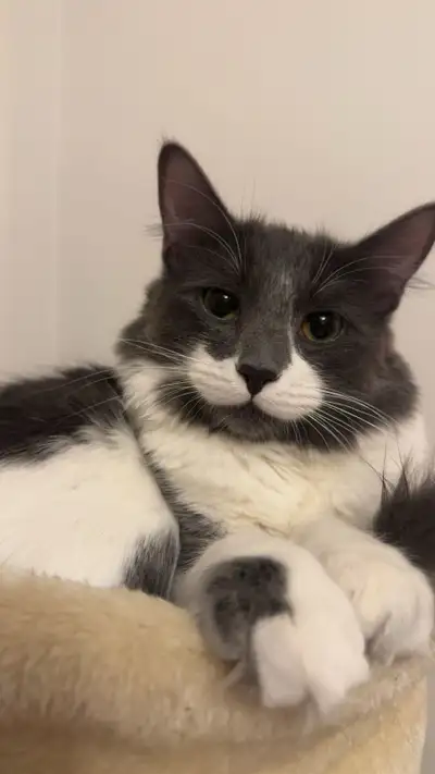Sweet Cat Needing Rehoming Asap!, View more