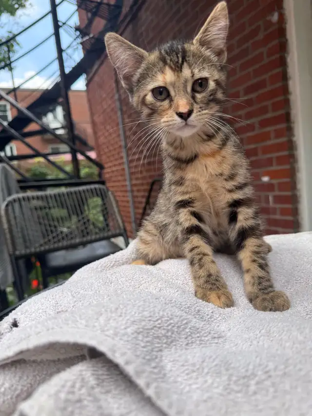 Bengal kittens mix in Cats & Kittens for Rehoming in City of Montréal - Image 7
