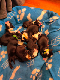 Boston Terrier Newborn Puppies
