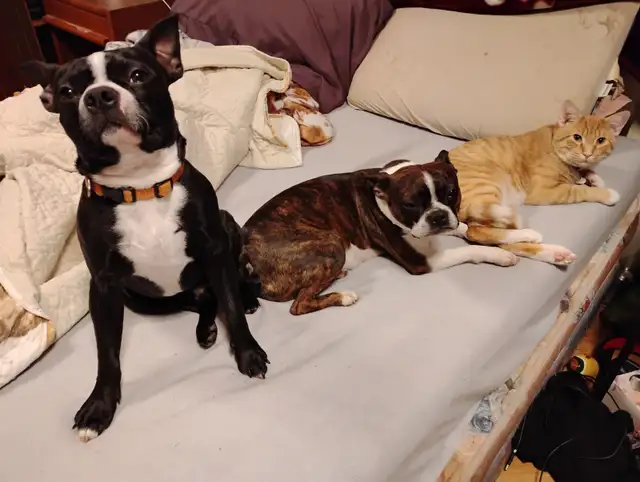 Purebred Boston Terriers in Dogs & Puppies for Rehoming in Edmonton - Image 6