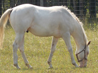 Max White Sorrel Overo APHA Stallion Available