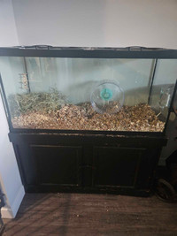 Male gerbil and 90 gallon tank setup