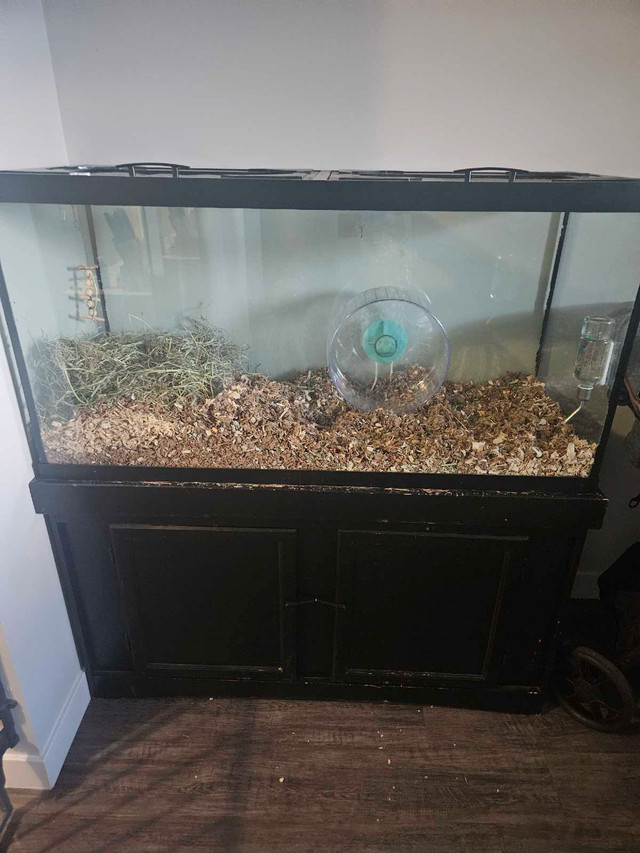 Male gerbil and 90 gallon tank setup in Small Animals for Rehoming in Calgary