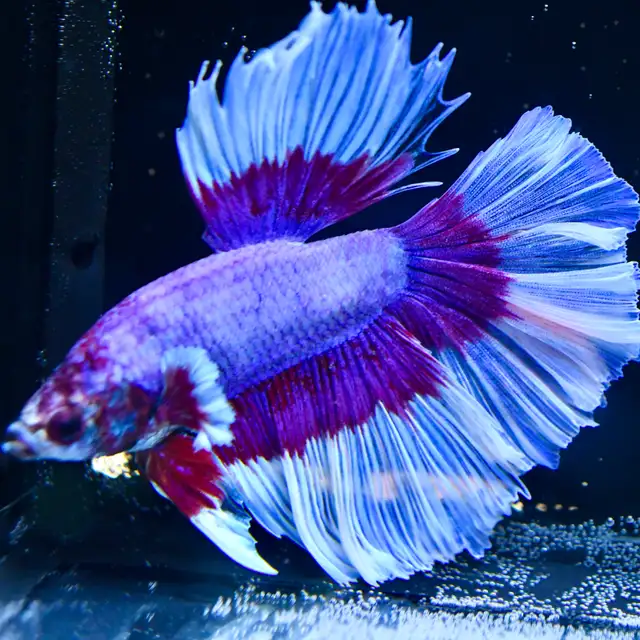 Betta Fish with Bold Color & Clean Lines in Fish for Rehoming in Moncton - Image 3