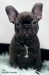 Frenchton Puppies “To Loving Families”