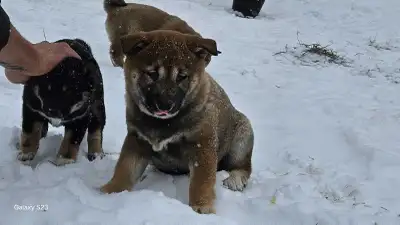 Shiba puppies, View more