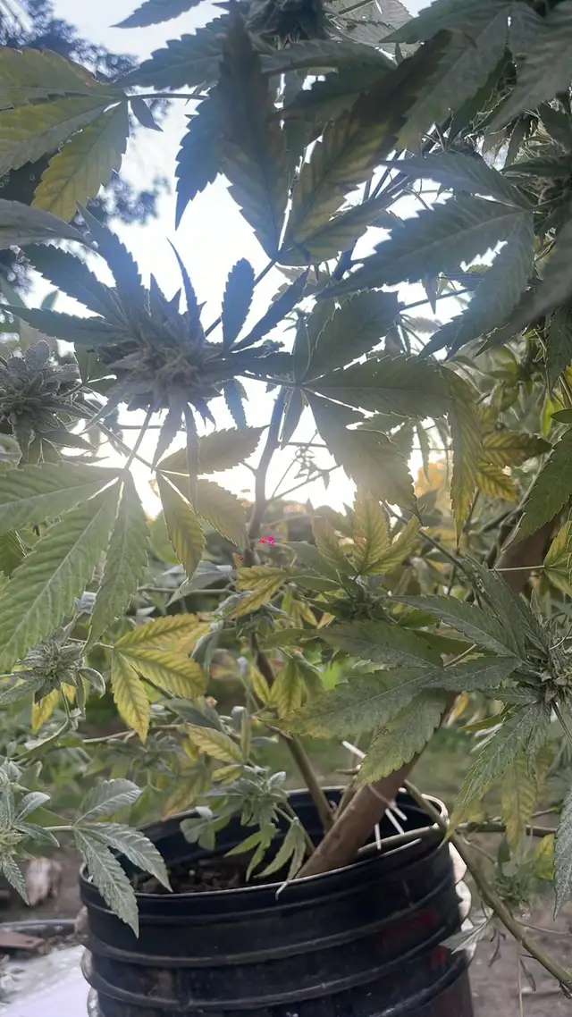 trimming service available for marijuana in Other in London - Image 3