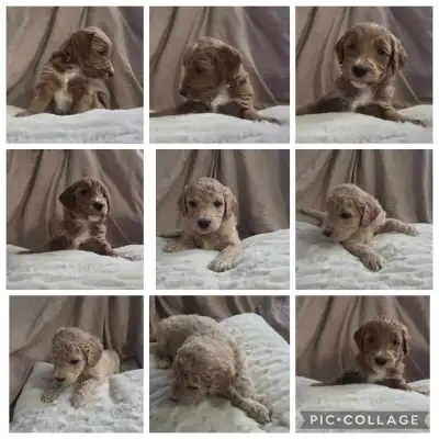 We Have Standard Golden Doodle Puppies Available! 6 males And 4 Females Available Born December 26,...