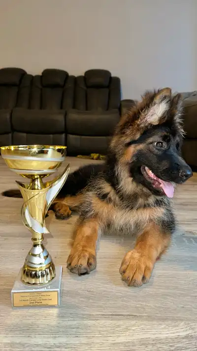 CKC Registered GSD Puppy Showline Breed, View more