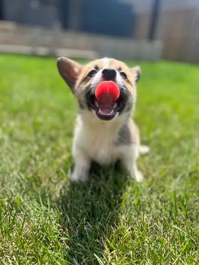 We have a litter of Corgis available for their new homes now, we have boys and girls available, red...