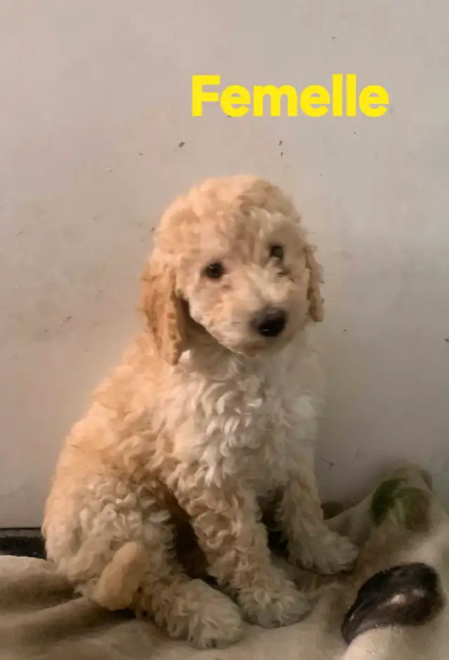 GOLDENDOODLE ( mini) in Dogs & Puppies for Rehoming in City of Montréal - Image 5