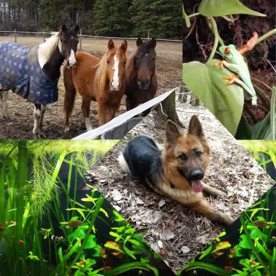 Farm/Pet Sitting & Barn Chores, View more