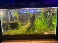 20 gallon planted aquarium 