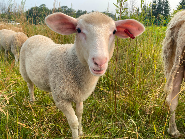 Dairy breed ram lambs looking for new ewes in Livestock in Kawartha Lakes
