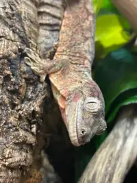 Female Chahoua Gecko *Pet Only*