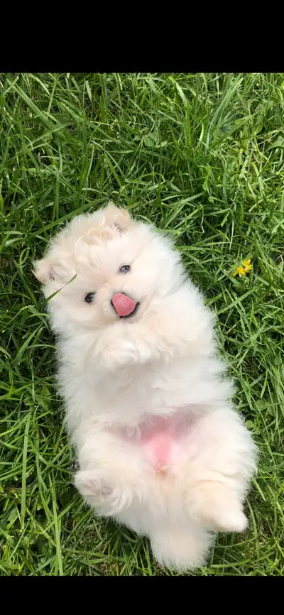 Pomeranian puppies, View more