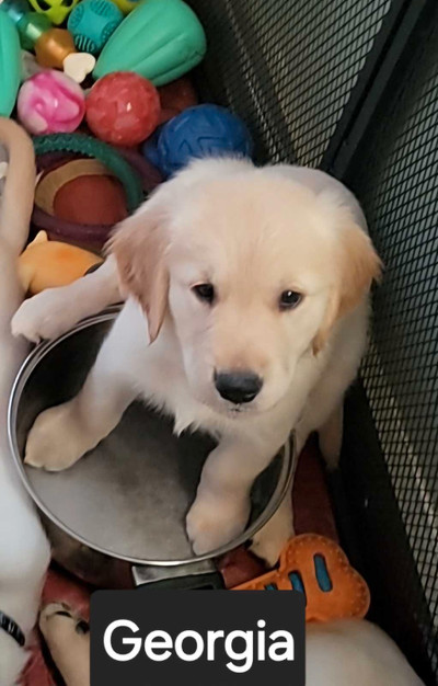 Purebred Golden Retriever Puppies  1 female 4 males available 