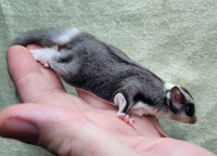 Female piebald ring tailed sugargliders