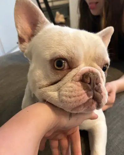 Male french bulldog, View more
