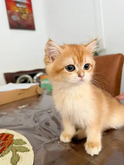 British Short Hair Kitten TICA registered, View more