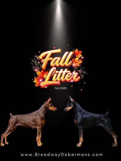 Doberman Puppies - Fall Litter - Preservation Breeder, View more