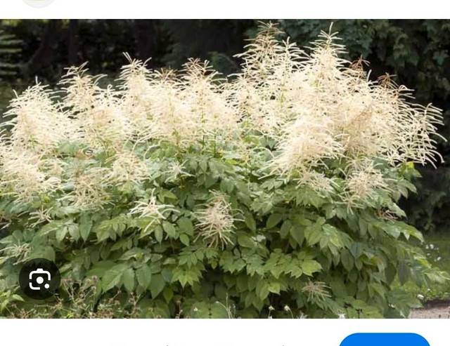Looking for goats beard and ornamental grass  in Plants, Fertilizer & Soil in City of Halifax