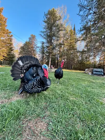 Looking to rehome one of my heritage turkey Tom's! Ideally I would like to see him go to a home with...