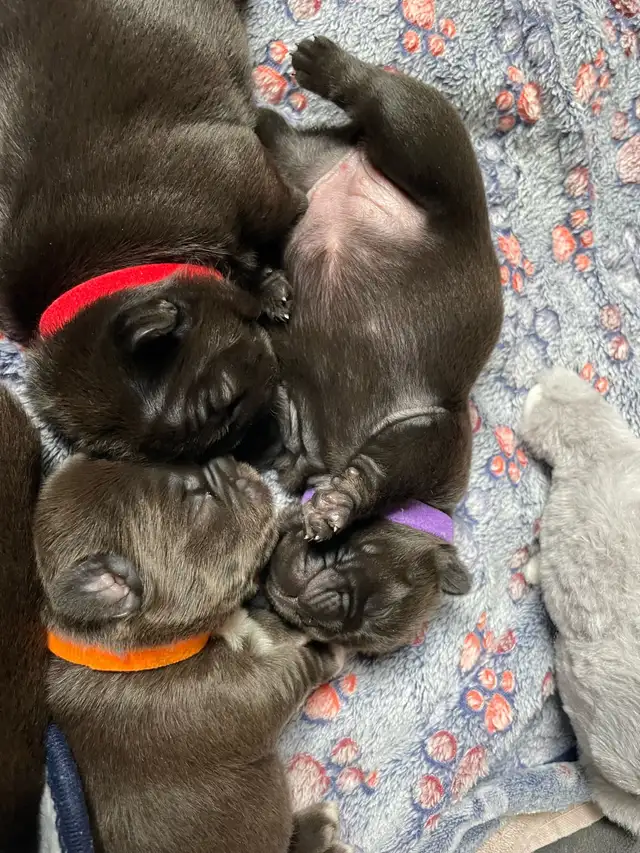 Pawdorabulls French Bulldogs - some fluffies!!! in Dogs & Puppies for Rehoming in Ottawa - Image 10