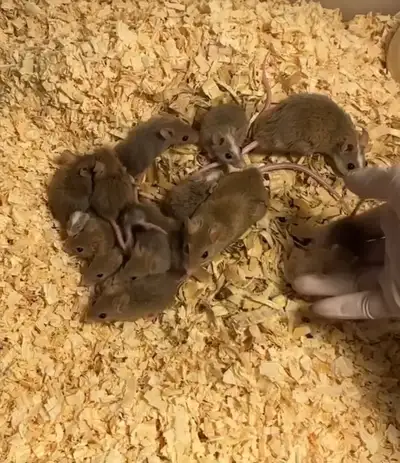 Pet brown asf, View more