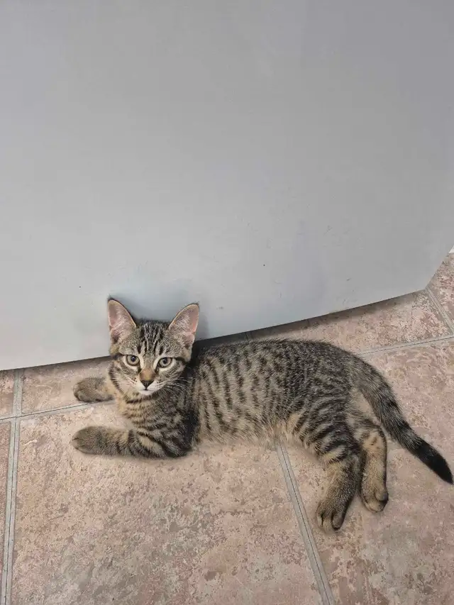 Affectionate Tabby Kittens, Never Bite or Scratch. in Cats & Kittens for Rehoming in City of Toronto - Image 6