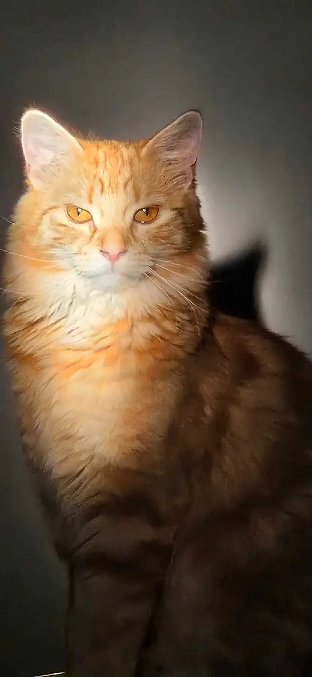 Meet Grace, 1yr F Ginger